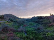 Ver detalhes: Venda Terreno R�stico