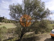 Ver detalhes: Venda Terreno R�stico