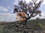 Ver detalhes: Venda Terreno R�stico