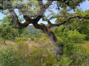 Ver detalhes: Venda Terreno Rstico