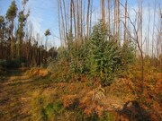 Ver detalhes: Venda Terreno R�stico