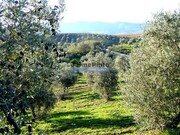 Ver detalhes: Venda Terreno R�stico