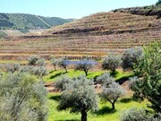 Ver detalhes: Venda Quinta