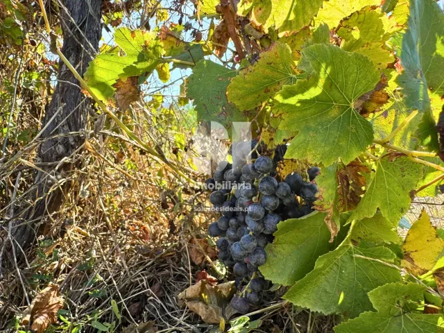 Ver detalhes: Venda Terreno R�stico T0