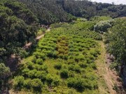 Ver detalhes: Venda Terreno R�stico
