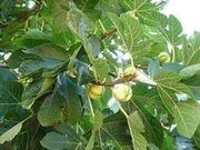 Ver detalhes: Venda Terreno R�stico
