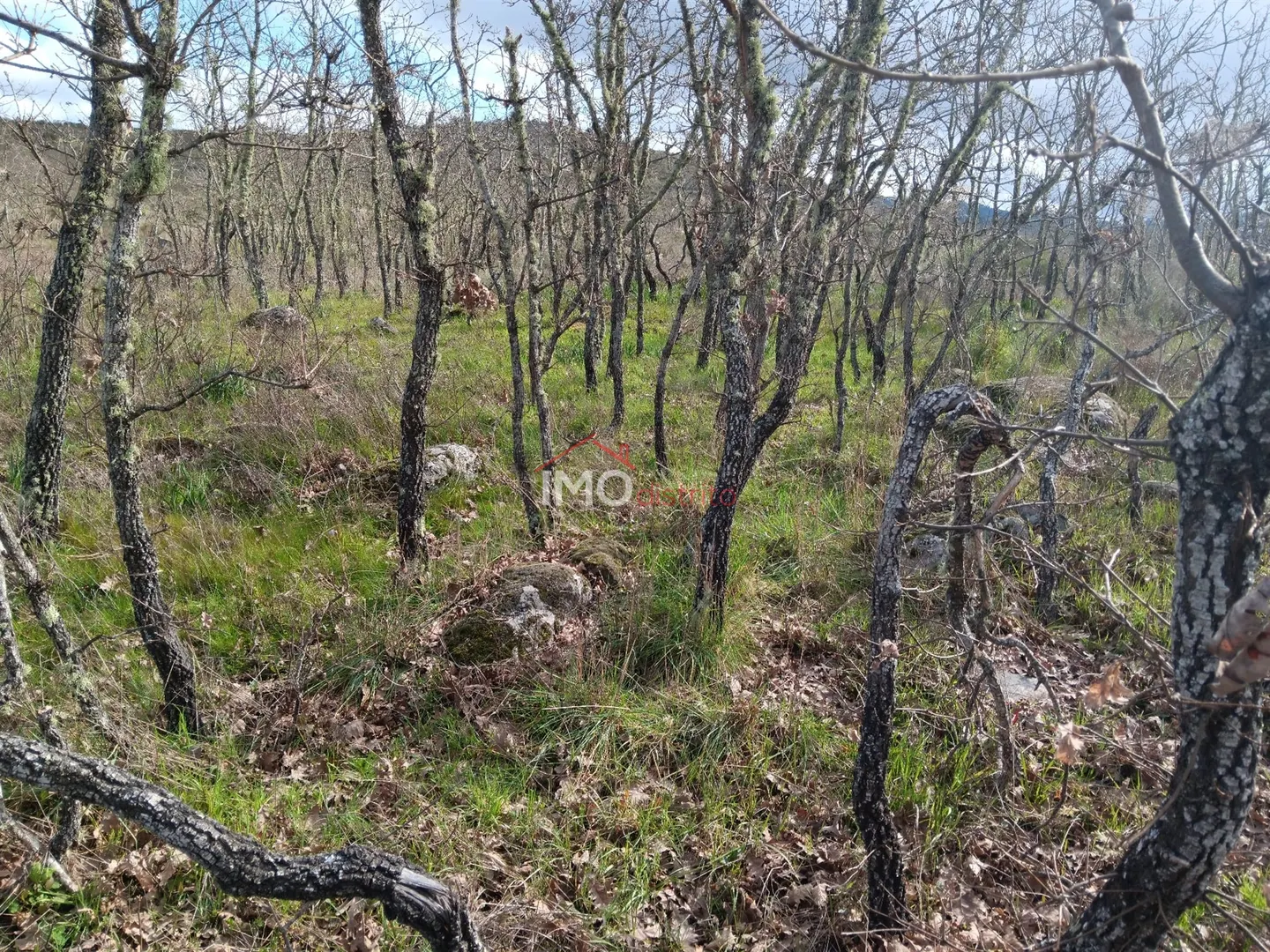 Ver detalhes: Venda Terreno R�stico T0