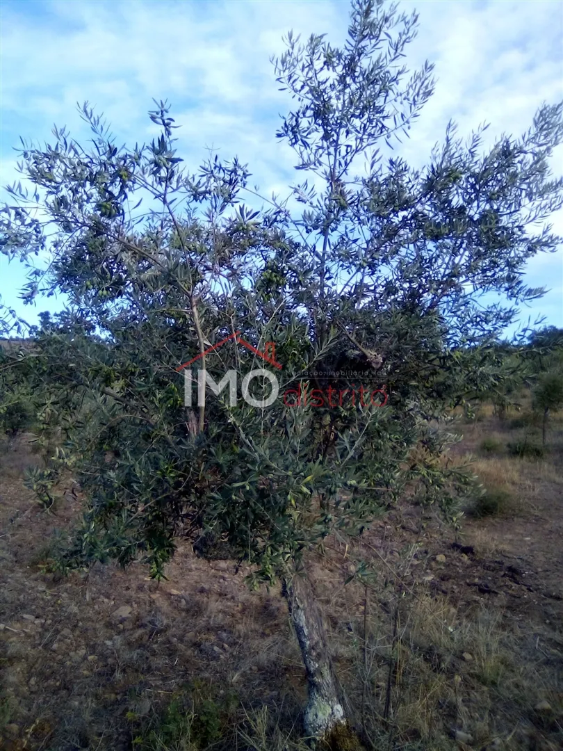 Ver detalhes: Venda Terreno R�stico T0